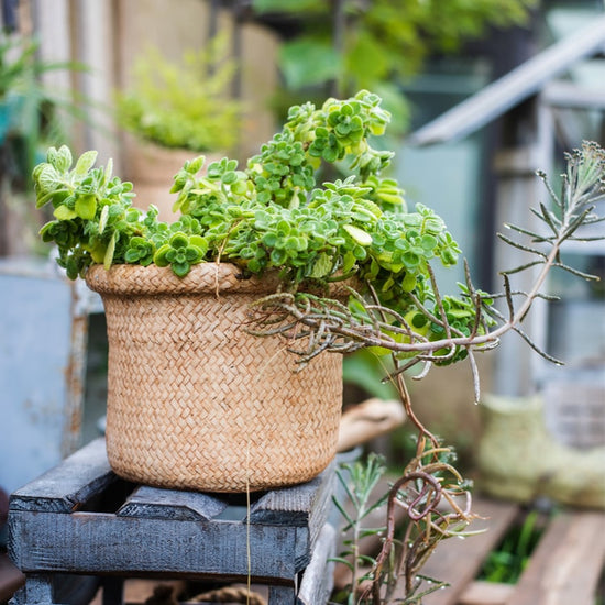 Straw Basket Style Concrete Planter