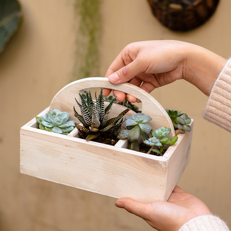 Wooden Desktop Organizer Succulent Planter