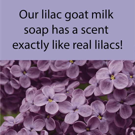 Lilac Goat Milk Soap