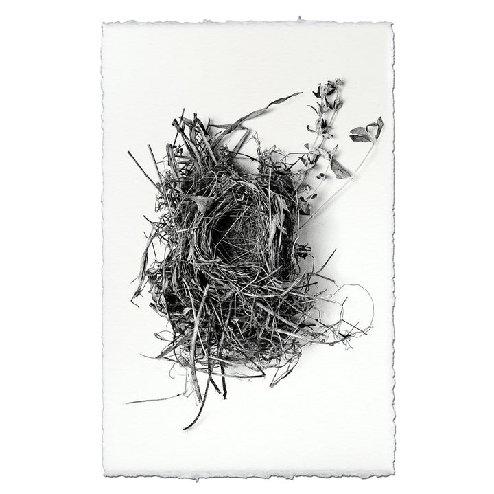 Nest Study #1