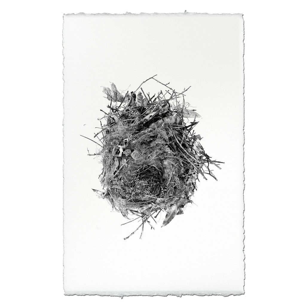 Nest Study #13