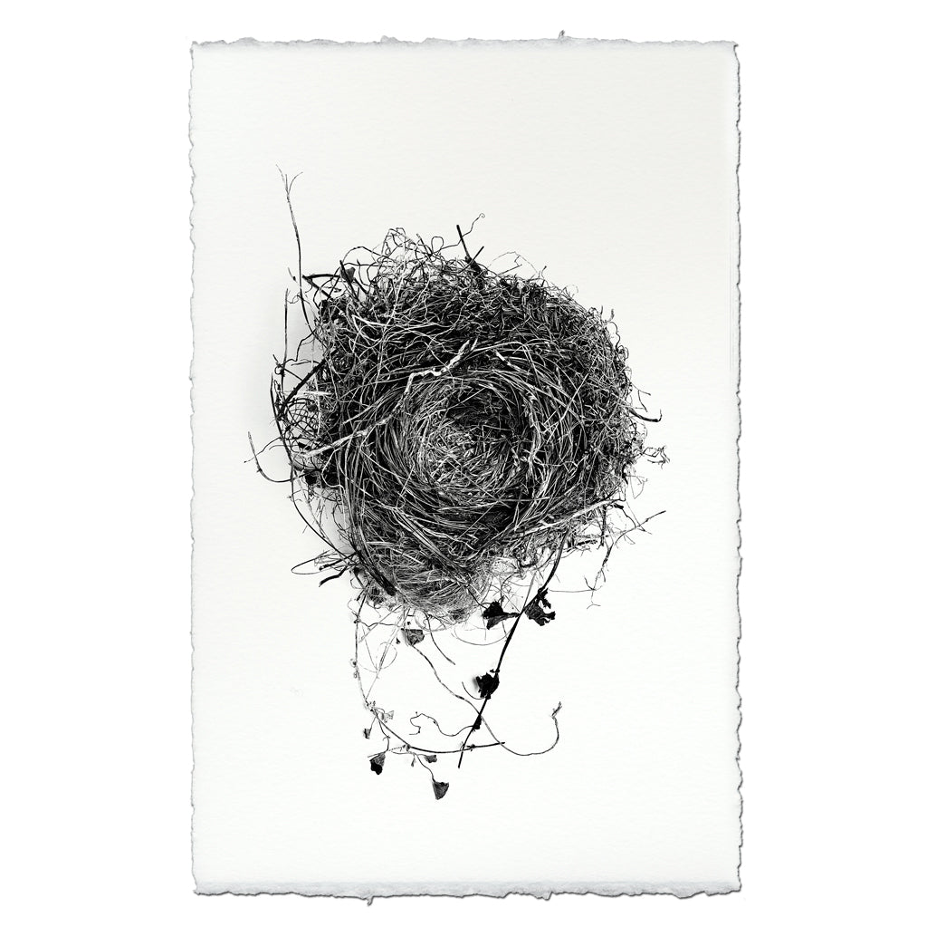 Nest Study #3