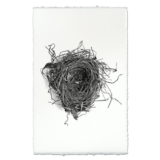 Nest Study #5