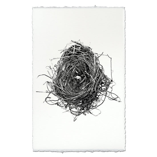 Nest Study #8