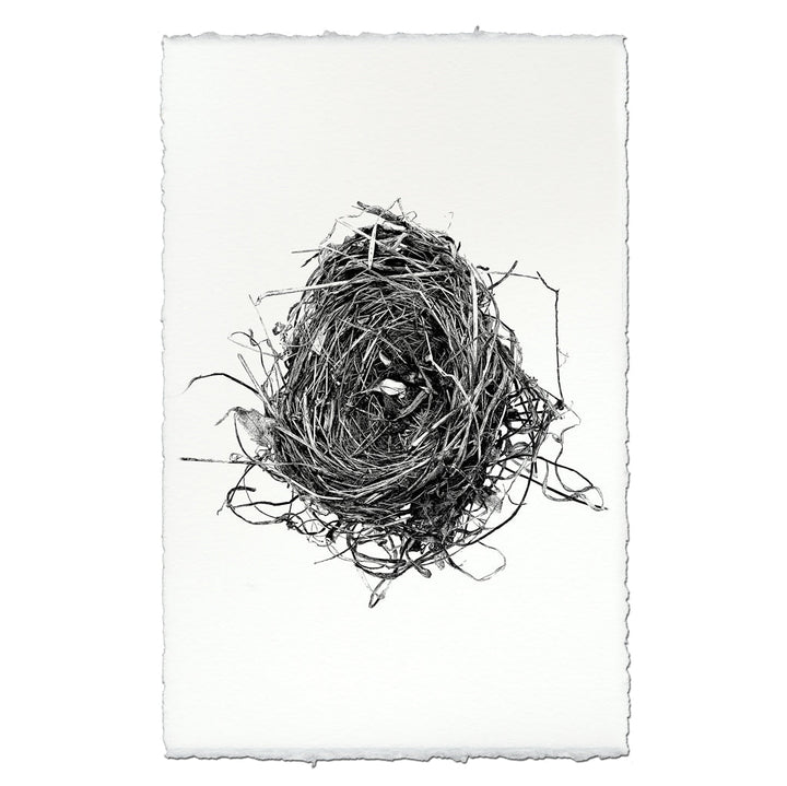 Nest Study #8