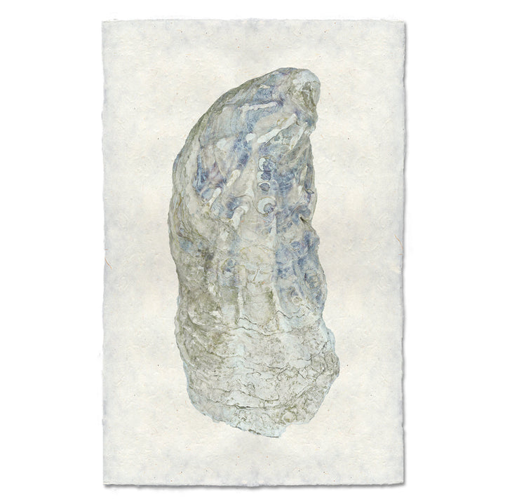 Oyster Study #10