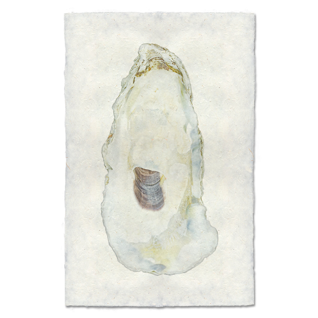 Oyster Study #11