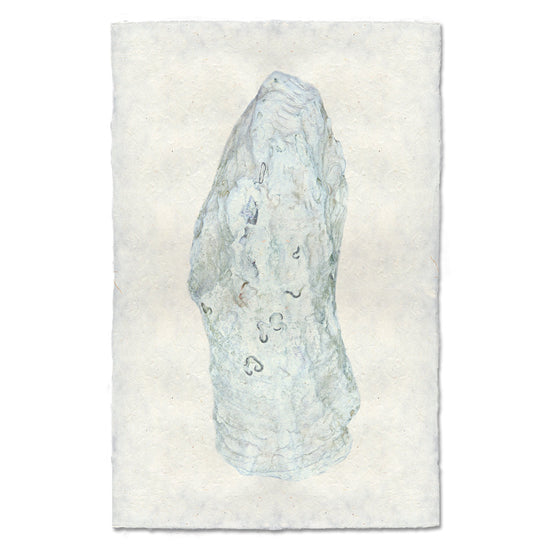 Oyster Study #12