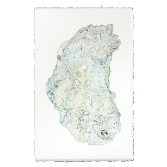 Oyster Study #14