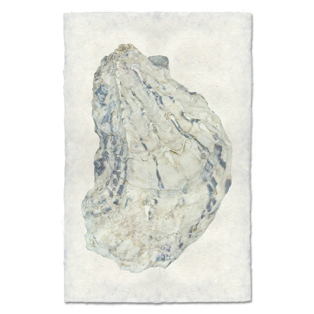 Oyster Study #15