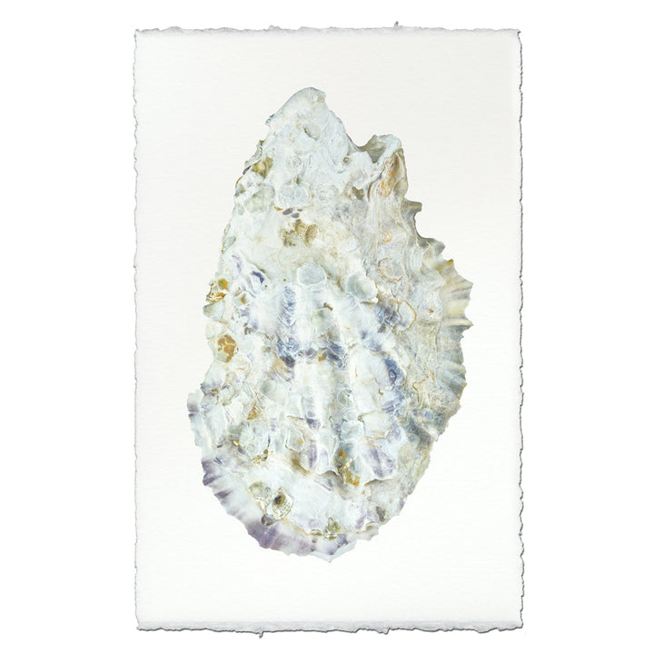 Oyster Study #2