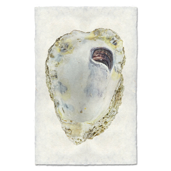 Oyster Study #3