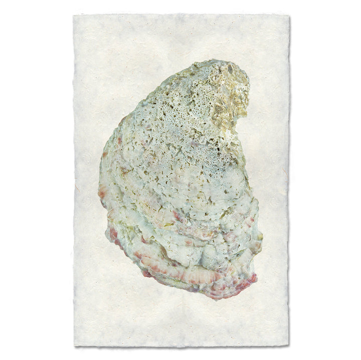 Oyster Study #4