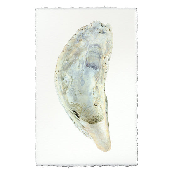 Oyster Study #5