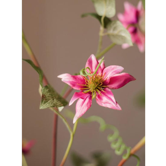 German Clematis Flower Stem in Rose Pink 40" Tall