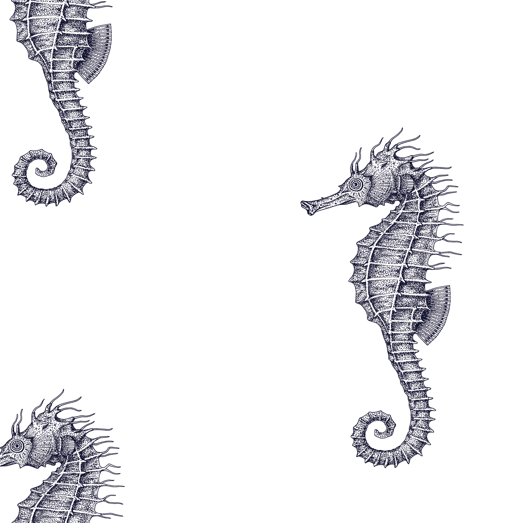 Ocean Seahorses on White