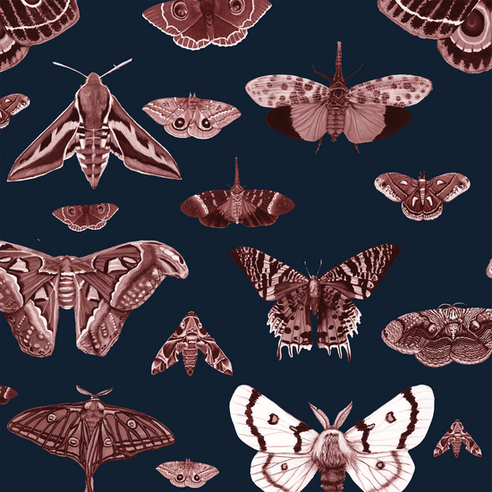 Moth Museum in Navy