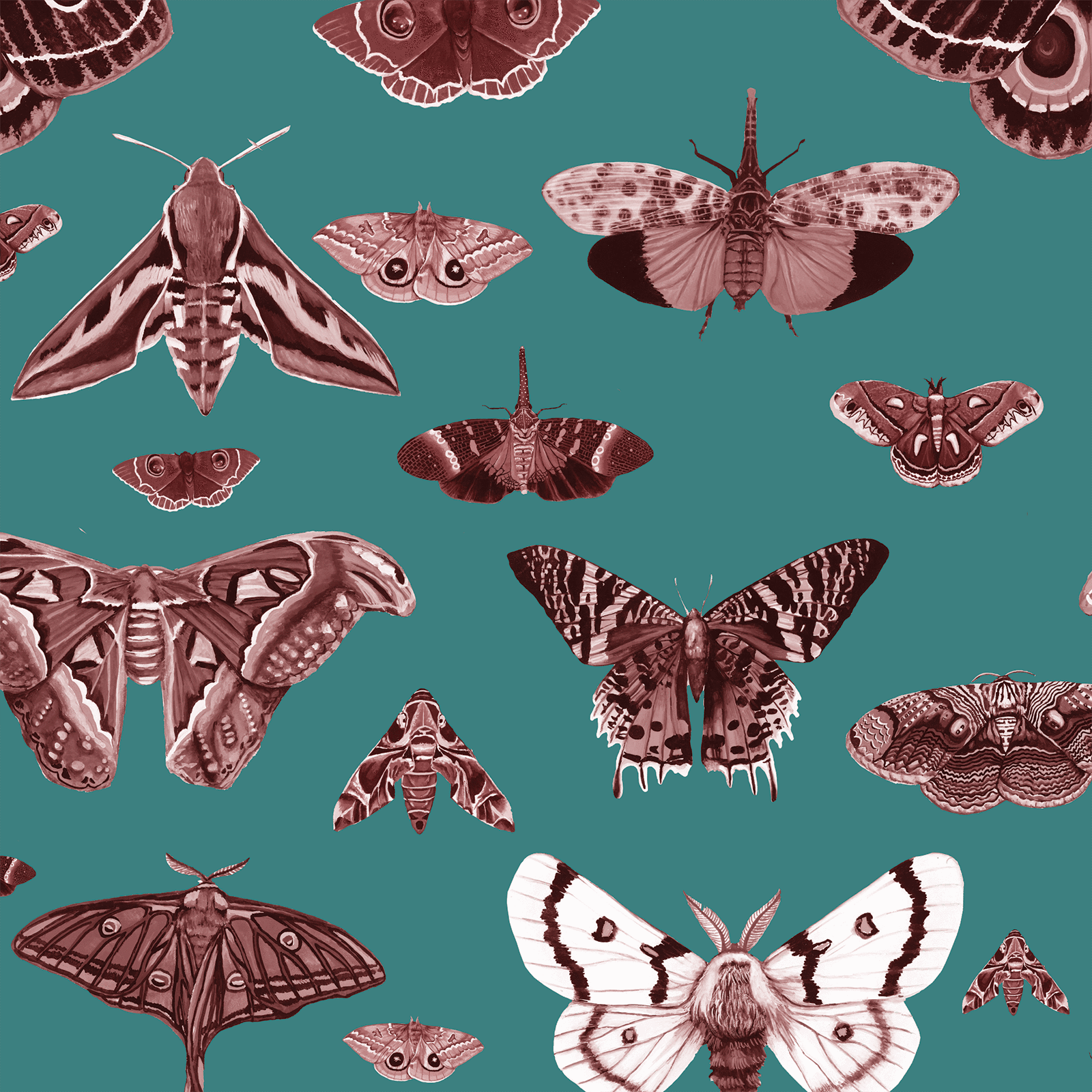 Moth Museum in Teal