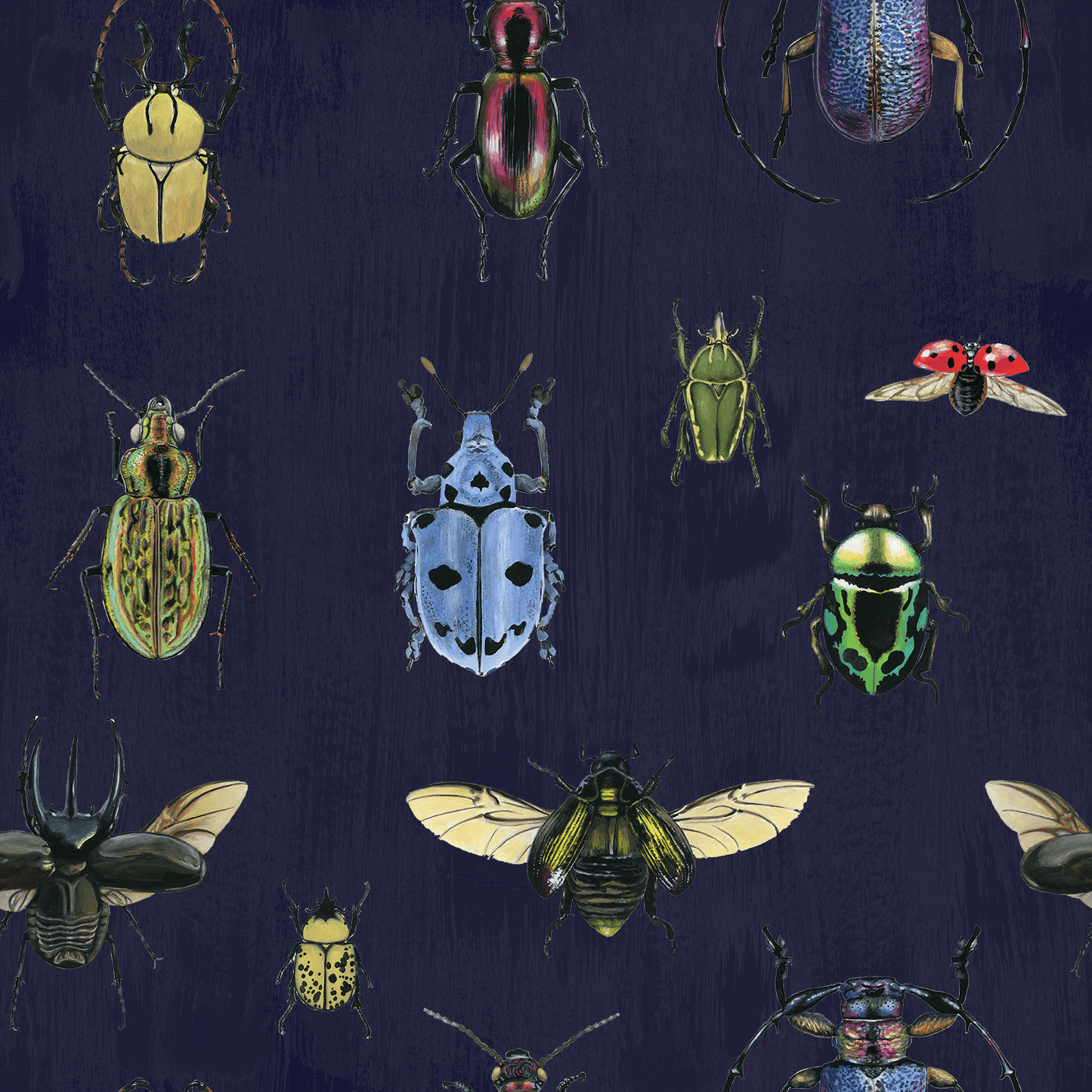 Natural Wonder Beetles in Navy