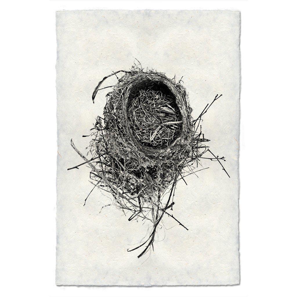 Nest Study #11