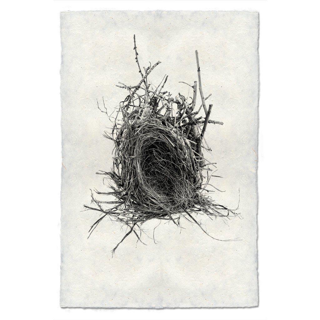 Nest Study #12