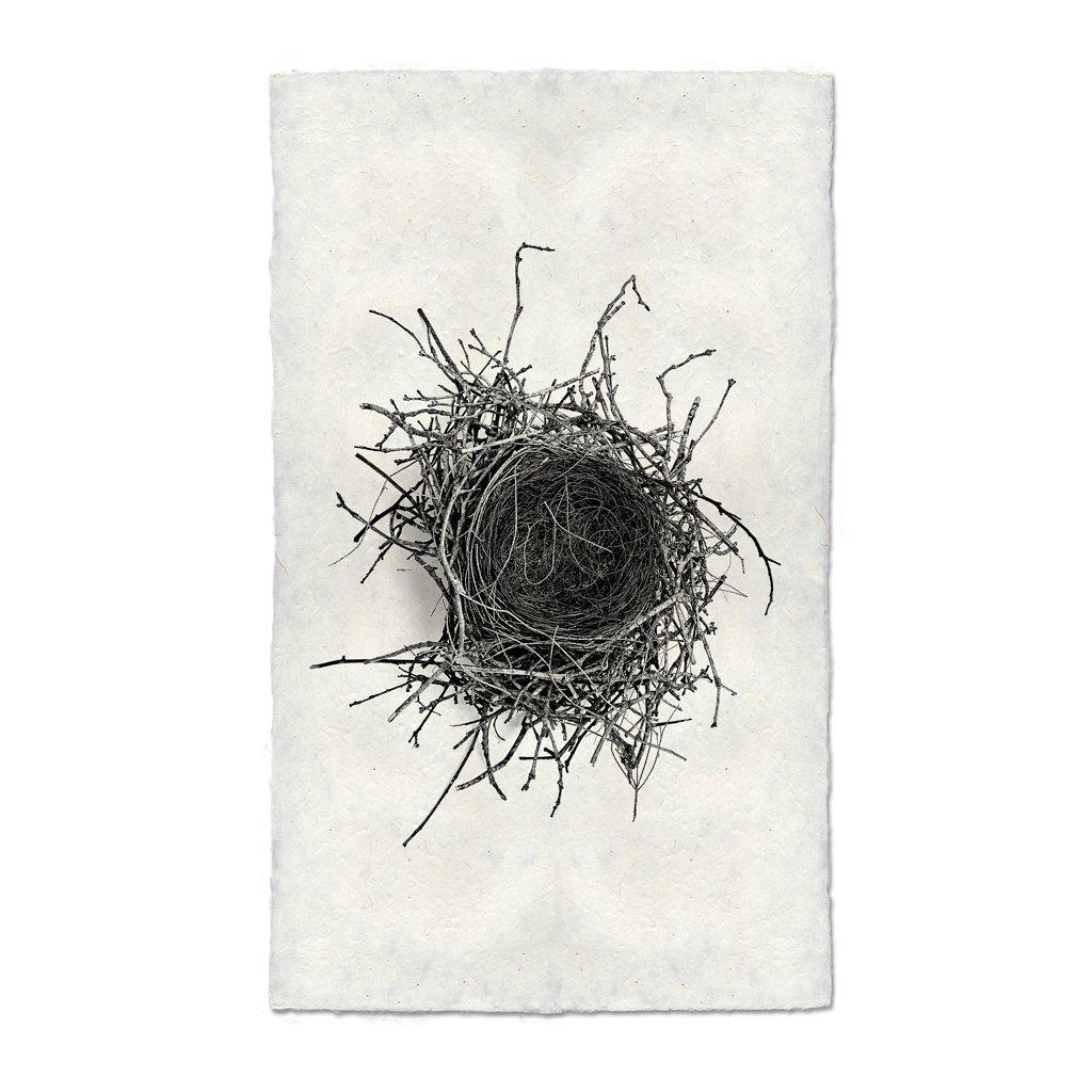 Nest Study #2