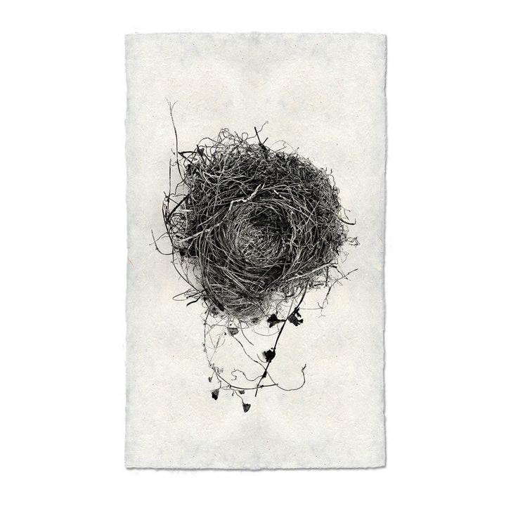 Nest Study #3