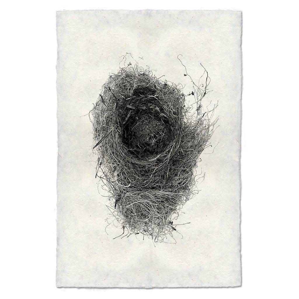 Nest Study #6