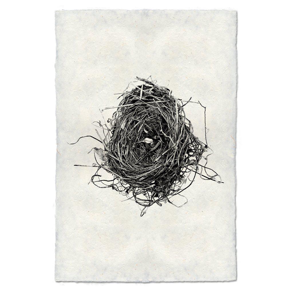 Nest Study #8