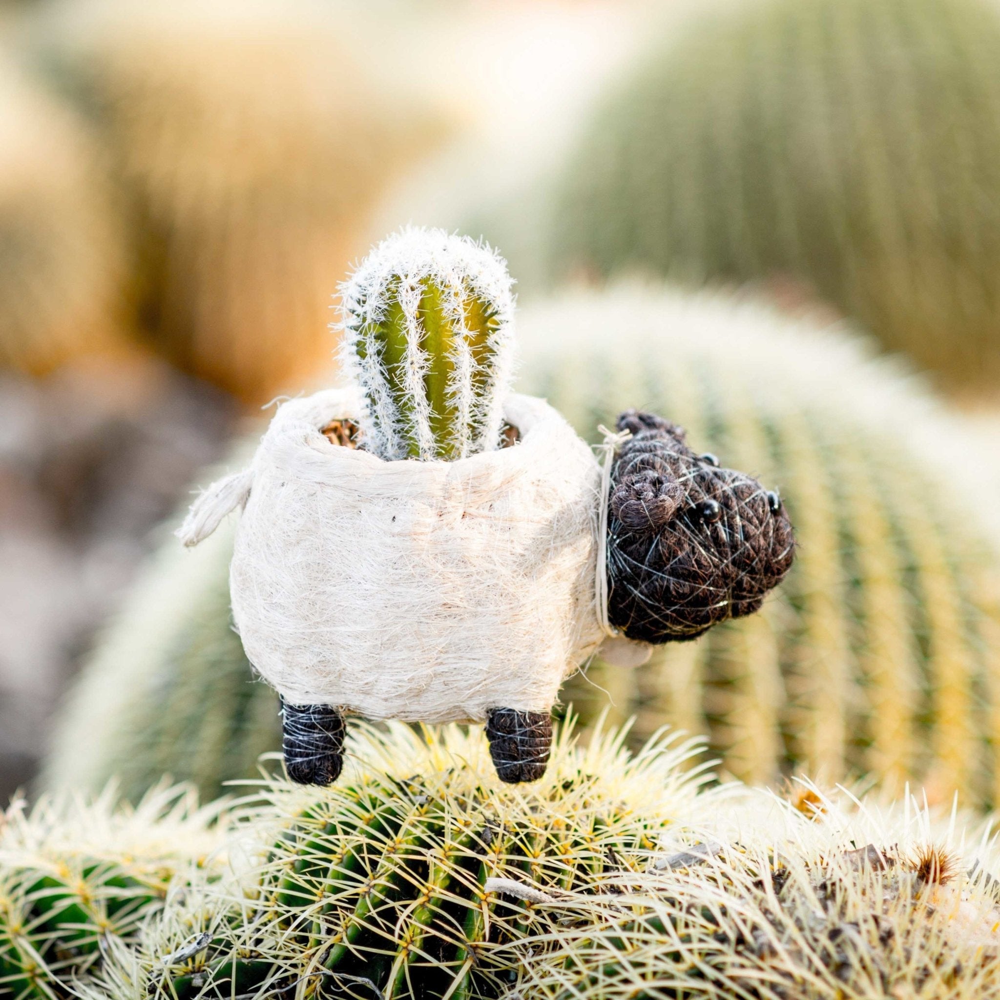 Sheep Planter