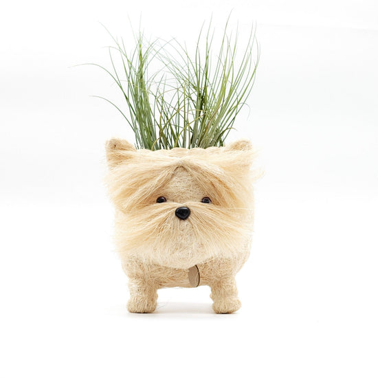 Westie Planter