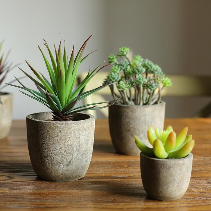 Small Succulent in Planter Randomly Picked Set of 5