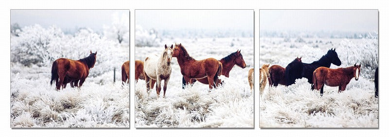 Modrest Mustangs 3-Panel Photo On Canvas